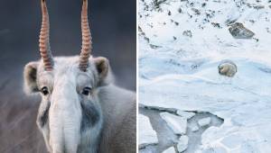 Przedstawiamy galerię 11 zdjęć zwierząt ekstremalnie zagrożonych wyginięciem. Po